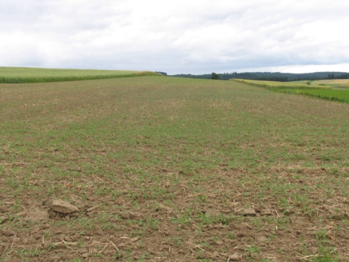 hemp field