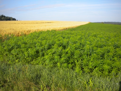 hemp field 2