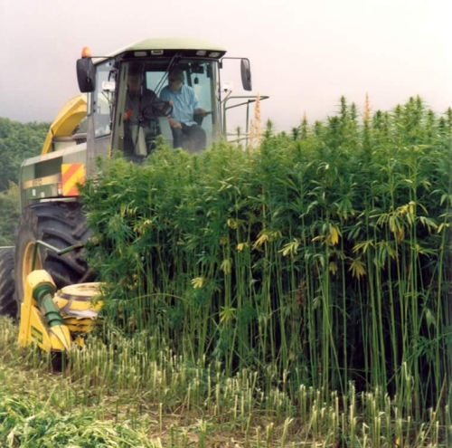 hemp harvesting